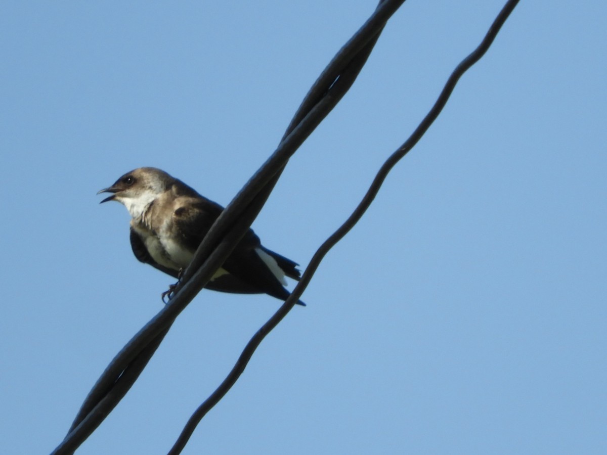 Brown-chested Martin - ML610794530