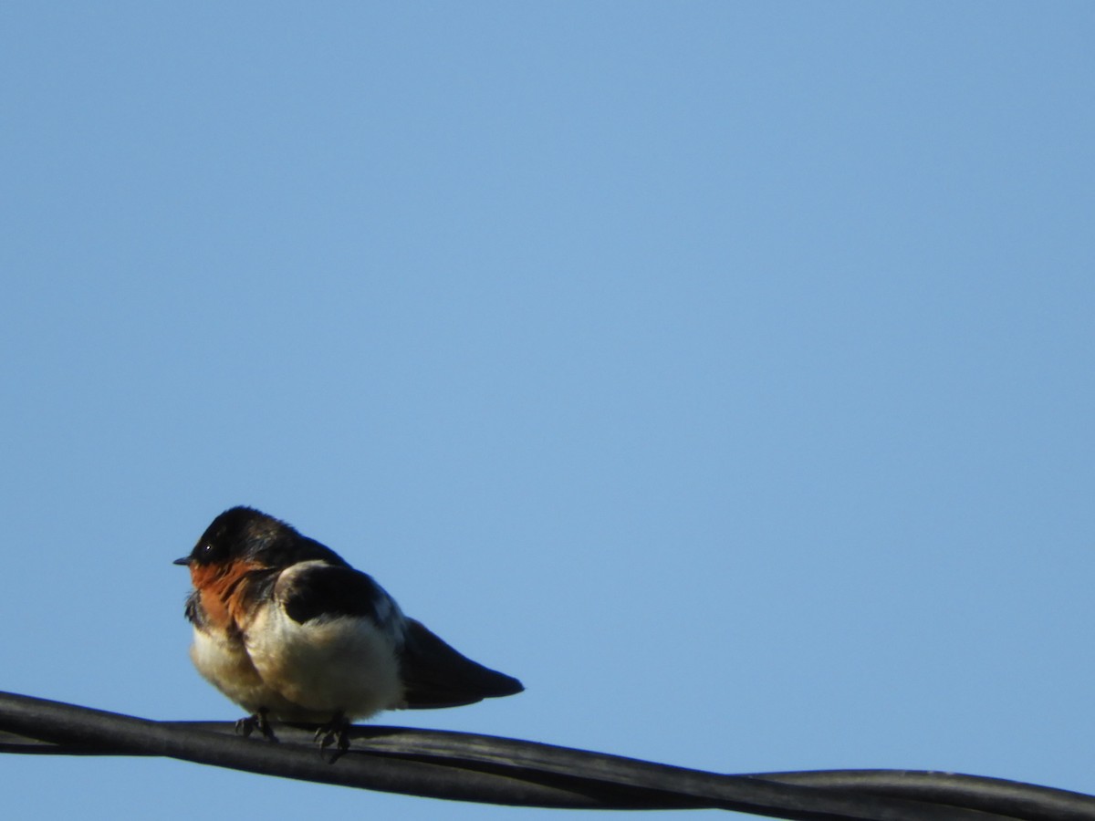 Barn Swallow - Silvia Enggist