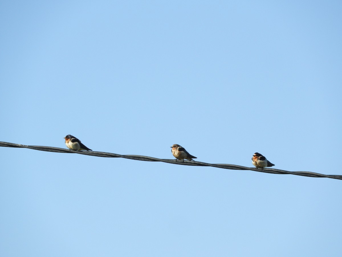 Barn Swallow - Silvia Enggist