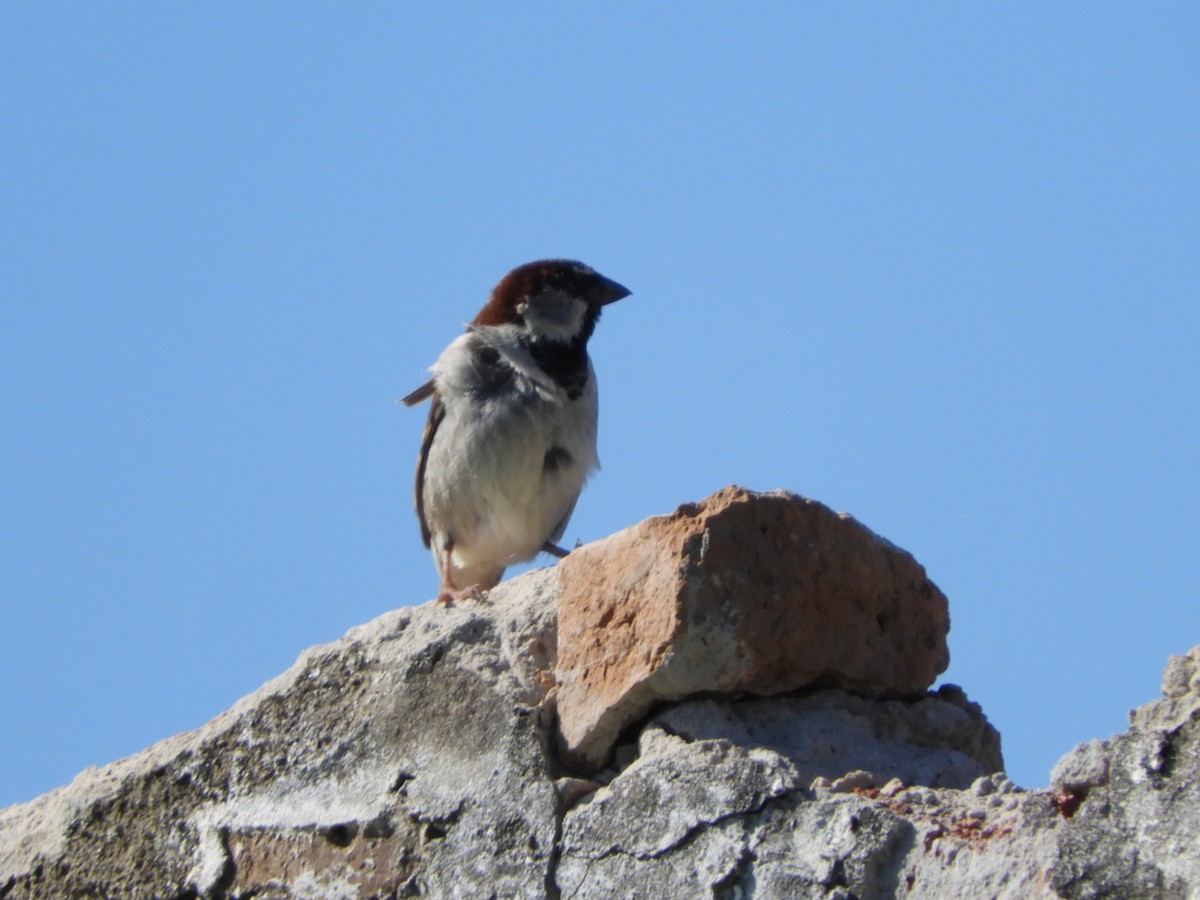 Moineau domestique - ML610794553