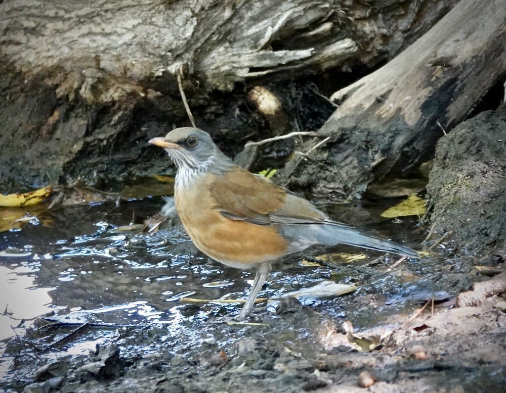 Rufous-backed Robin - ML610794626