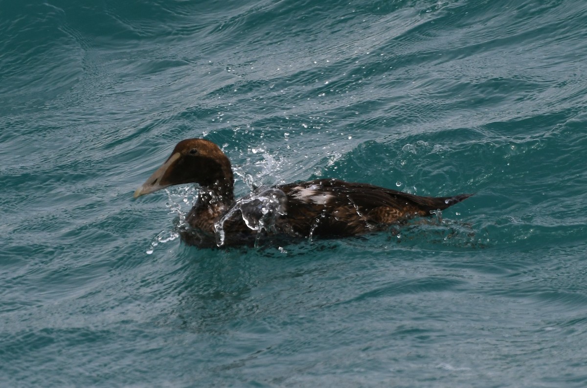 Common Eider - ML610794655