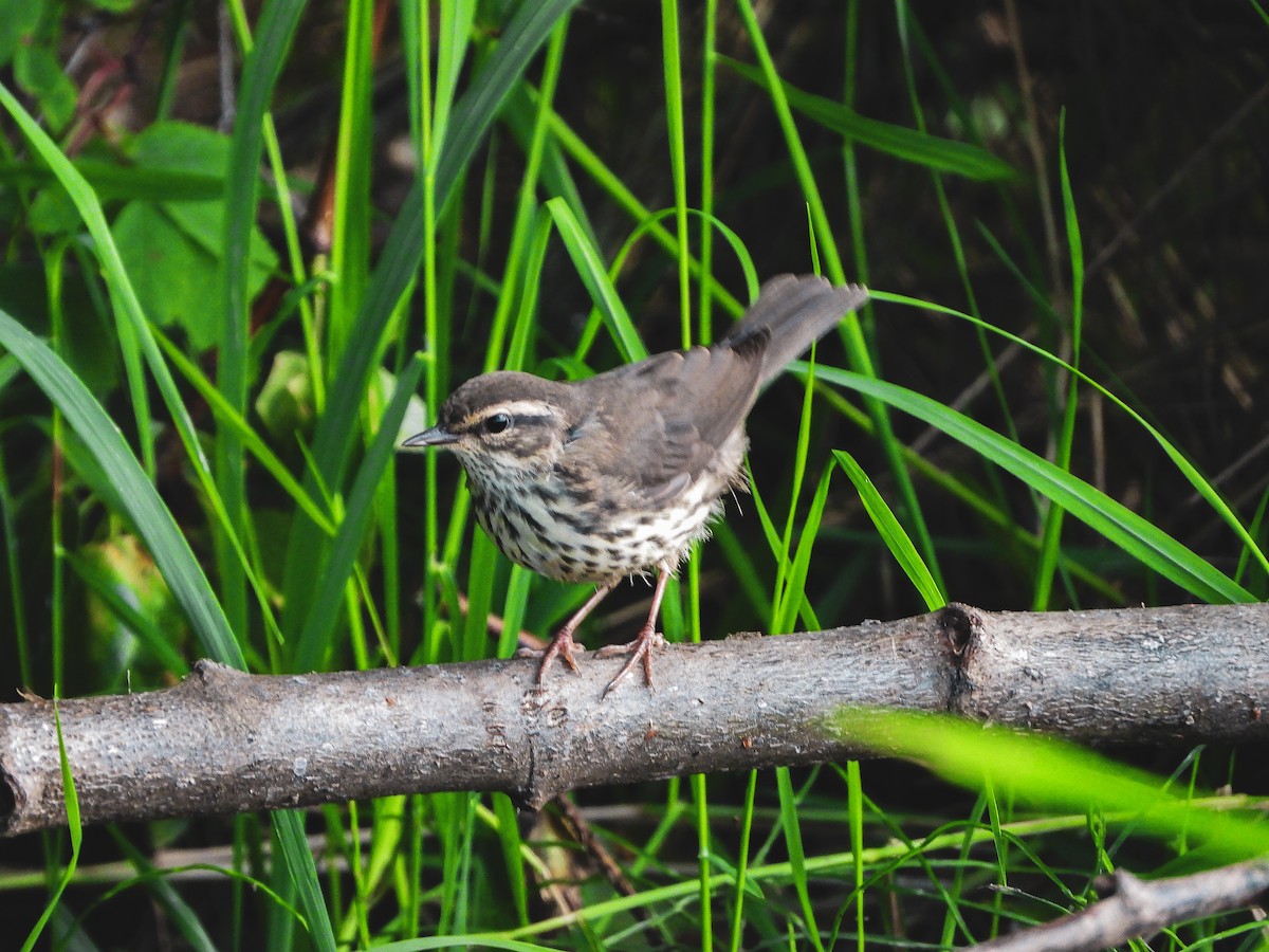 Northern Waterthrush - ML610794689