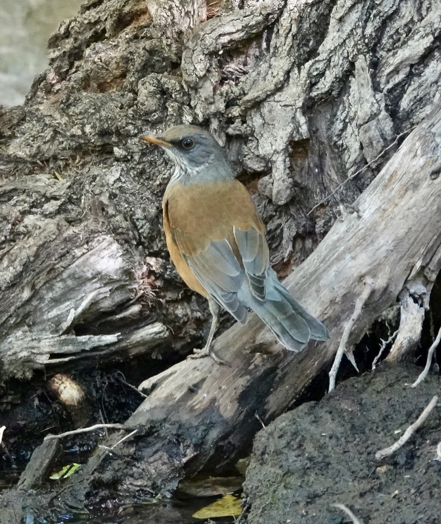 Rufous-backed Robin - ML610794692