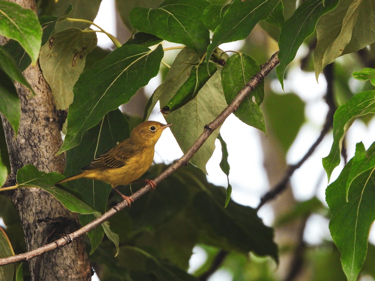 Yellow Warbler - Jacob Condon