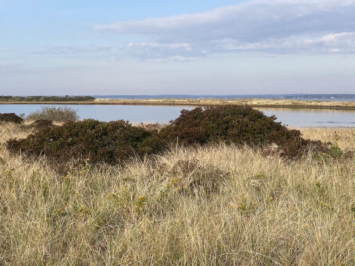 Sedge Wren - ML610794710