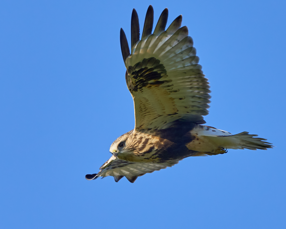 毛足鵟 - ML610794711