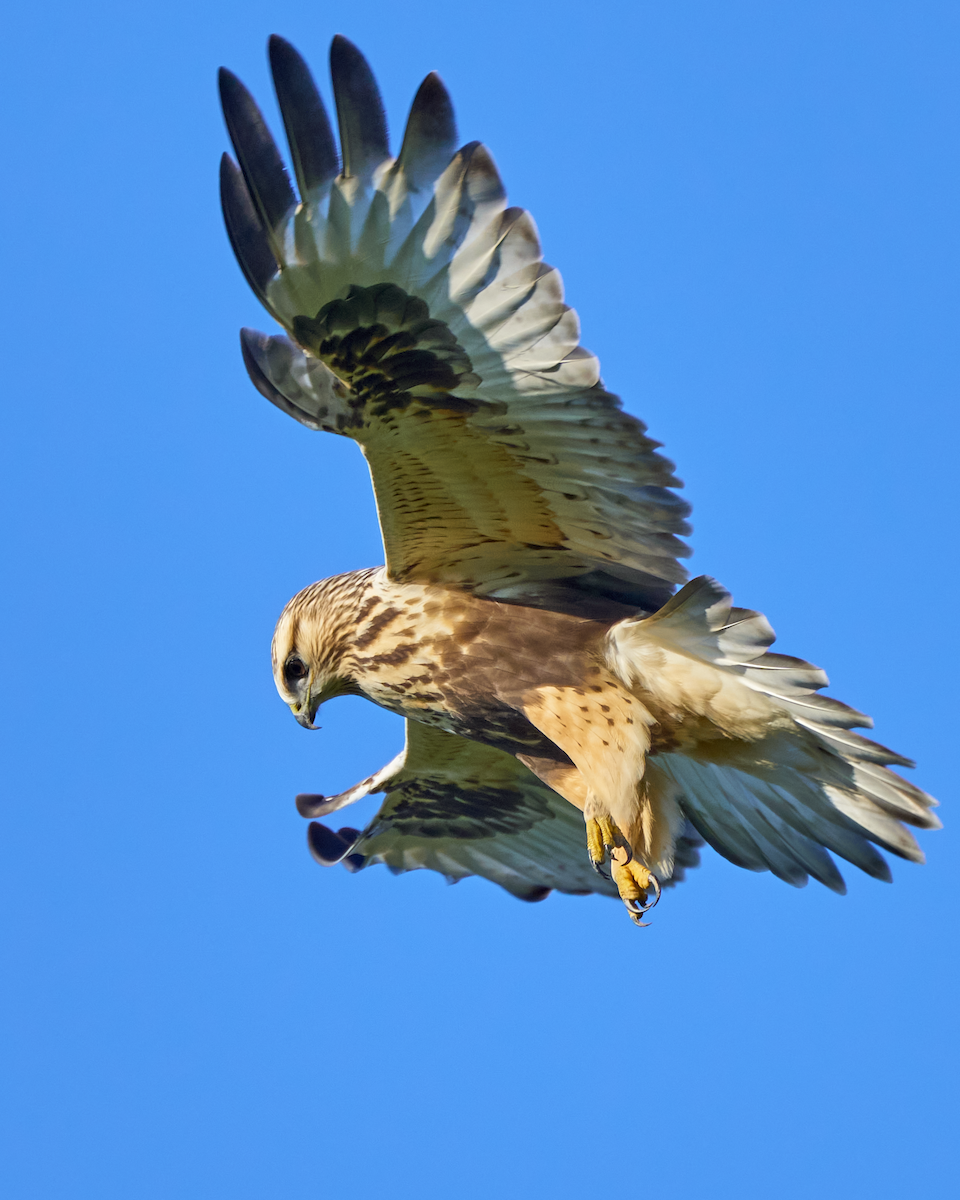 毛足鵟 - ML610794713