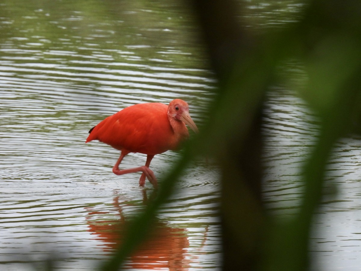 Scarlet Ibis - ML610794758