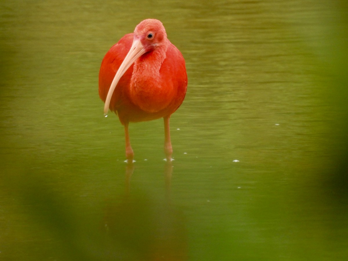 Scarlet Ibis - ML610794761