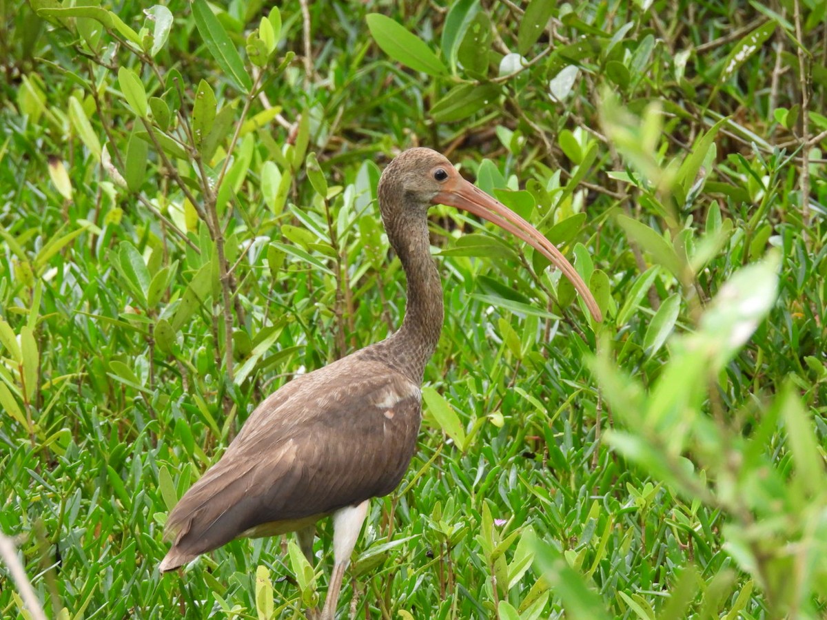 Scarlet Ibis - ML610794764