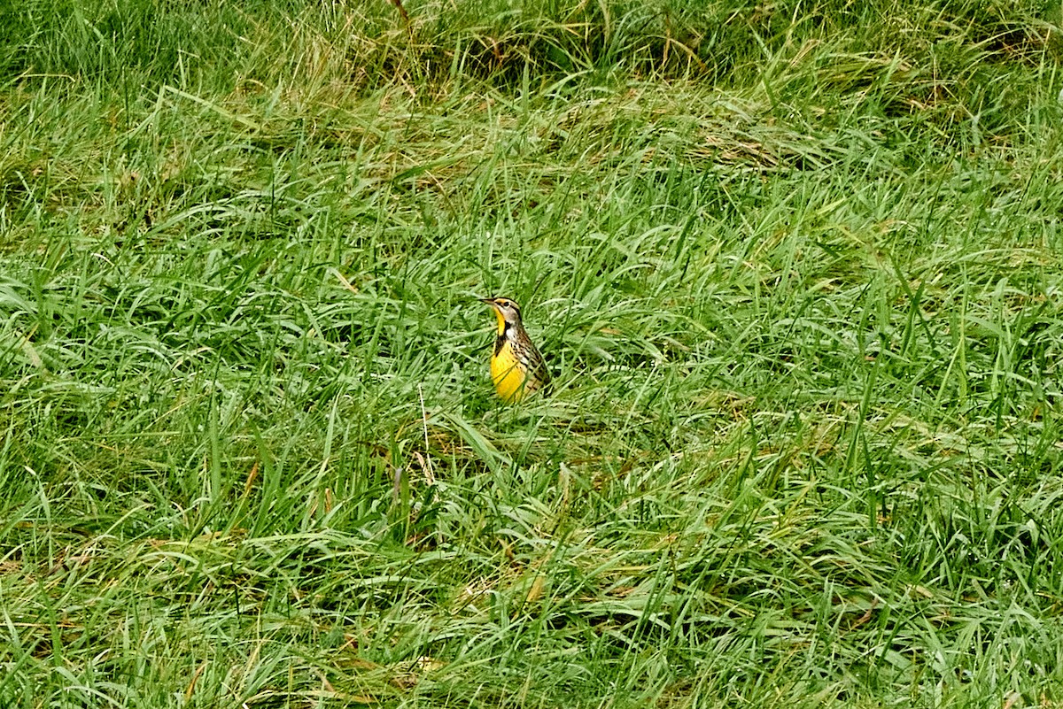 Eastern Meadowlark - ML610794820