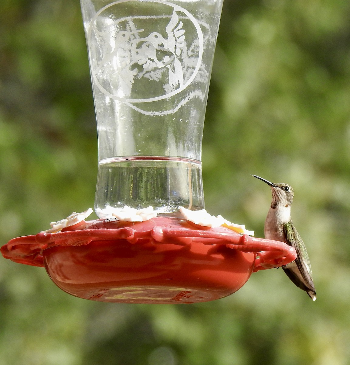 Ruby-throated Hummingbird - ML610794822
