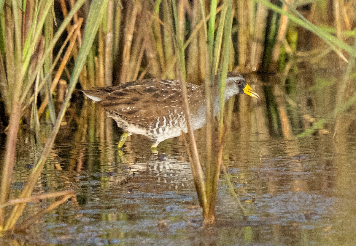 カオグロクイナ - ML610794876