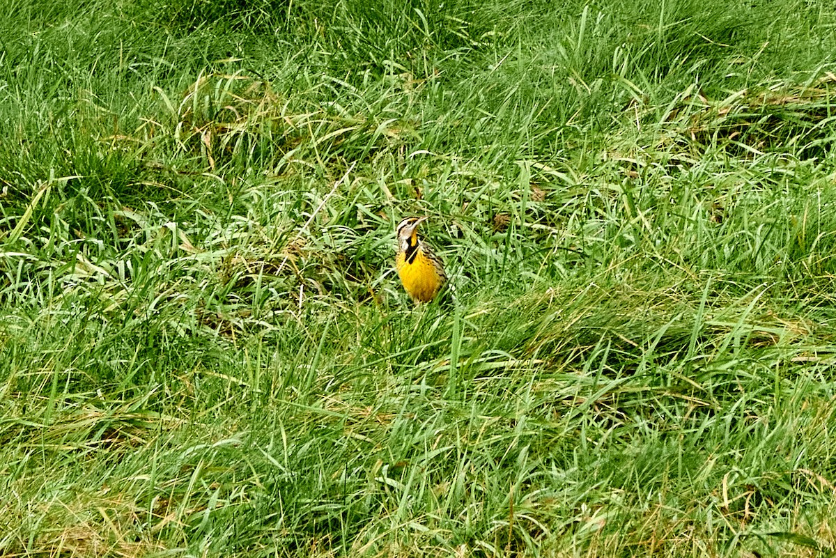 Eastern Meadowlark - ML610794894