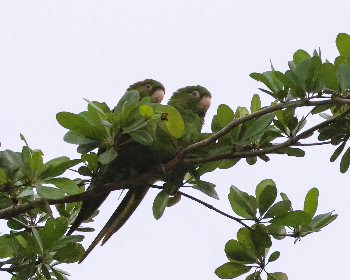 Cuban Parakeet - Letha Slagle