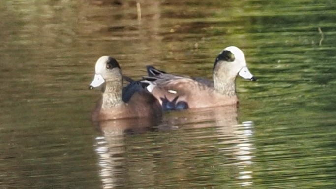 American Wigeon - ML610794938