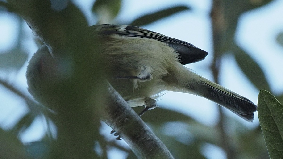 Ruby-crowned Kinglet - ML610794956