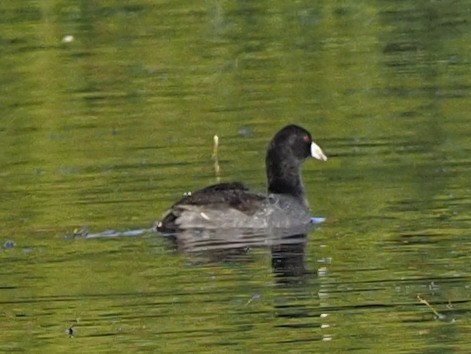 American Coot - ML610794966