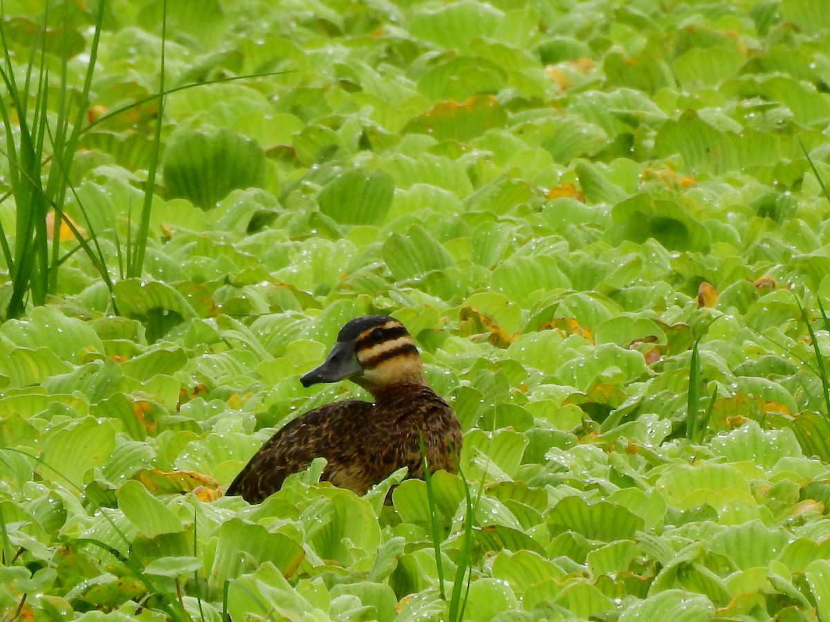 Masked Duck - ML610794969