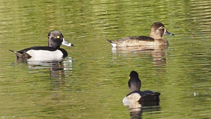 Ring-necked Duck - ML610794970