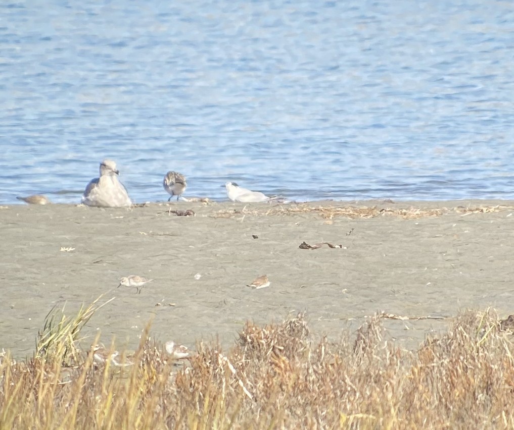 Common Tern - ML610794983