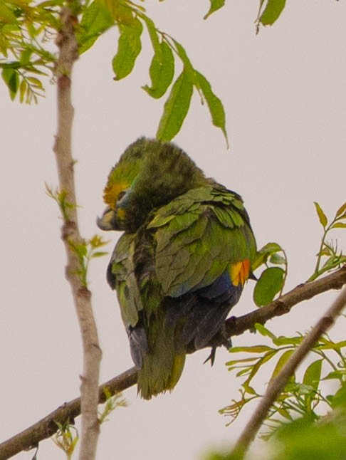 Orange-winged Parrot - ML610795072