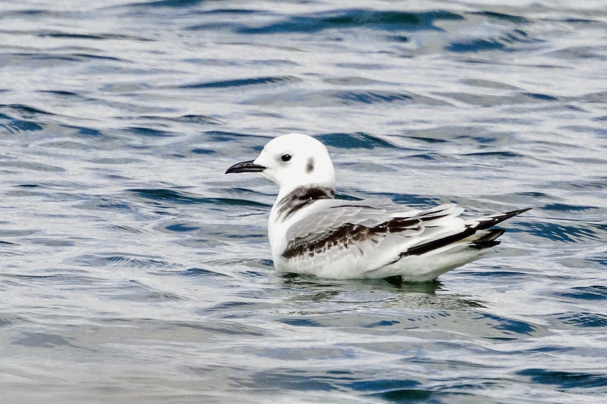 Black-legged Kittiwake - Bill Massaro
