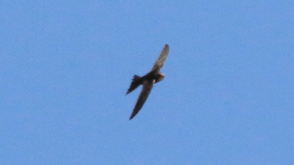 Madagascar Spinetail - Rick Folkening