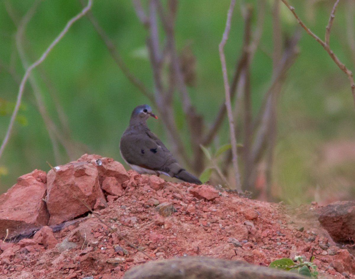 Blue-spotted Wood-Dove - ML610795116
