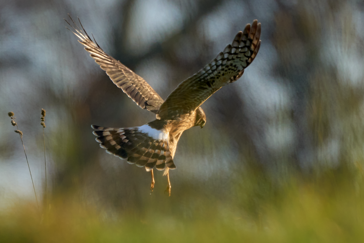 Northern Harrier - ML610795130