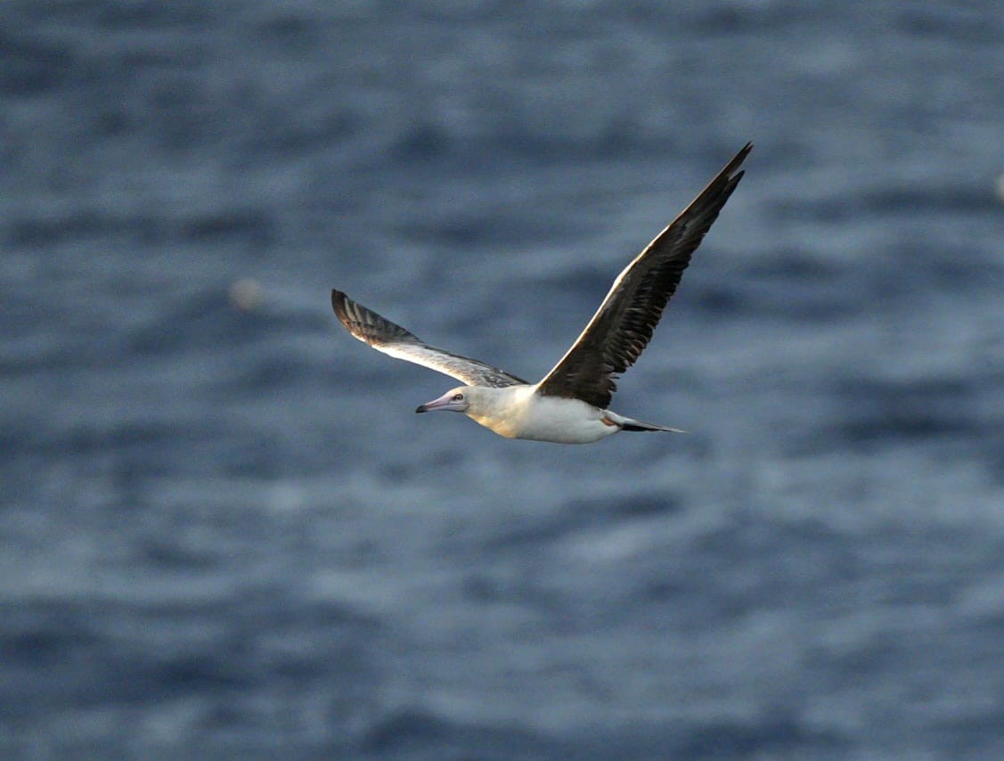 Red-footed Booby - ML610795257