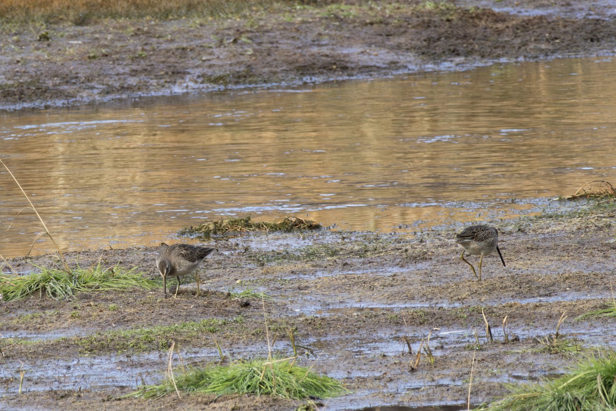 Long-billed Dowitcher - ML610795263