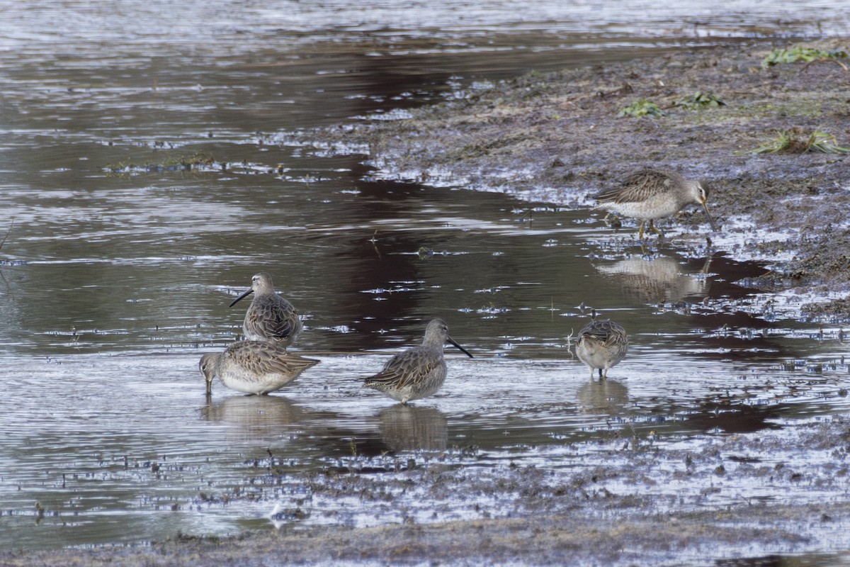 Long-billed Dowitcher - ML610795264