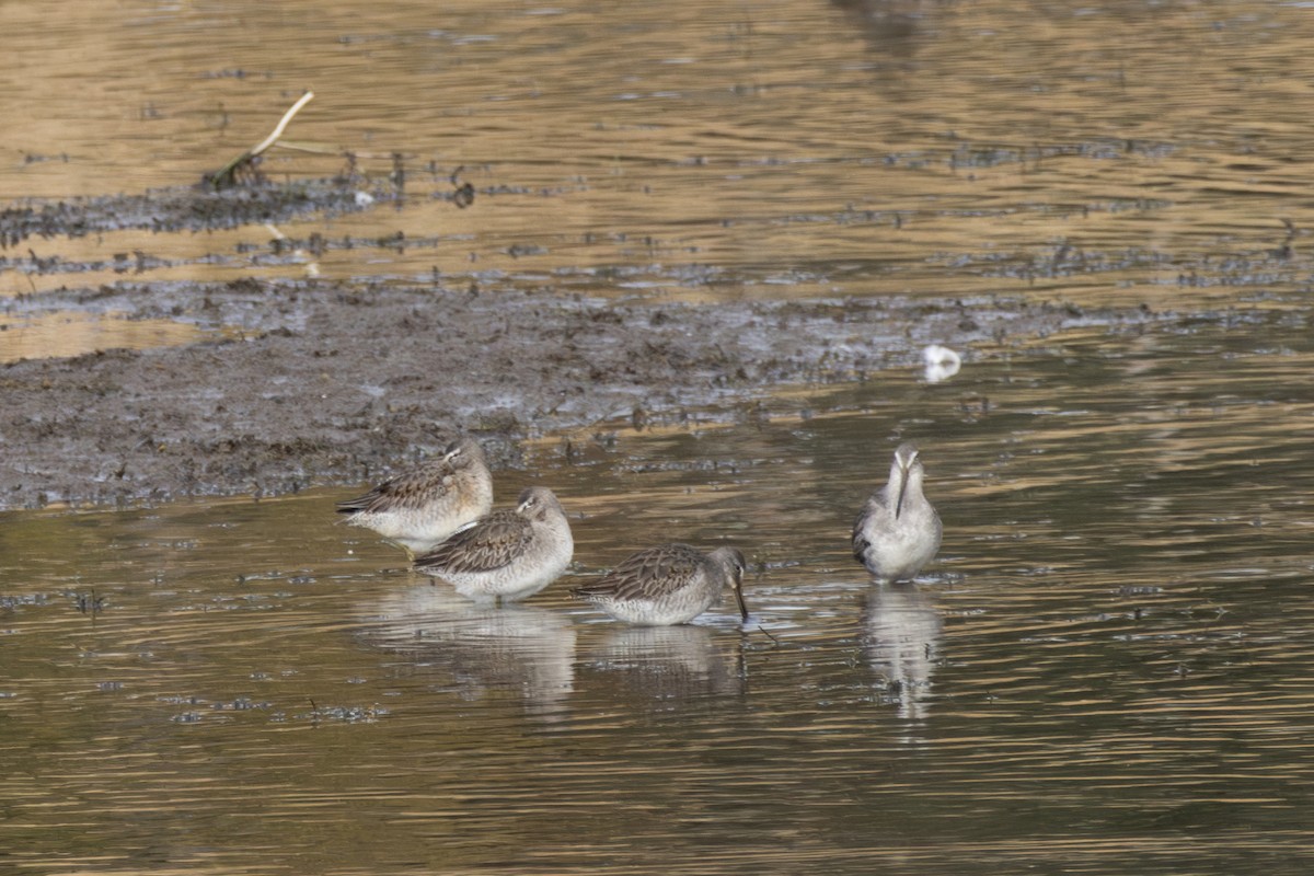 Long-billed Dowitcher - ML610795265