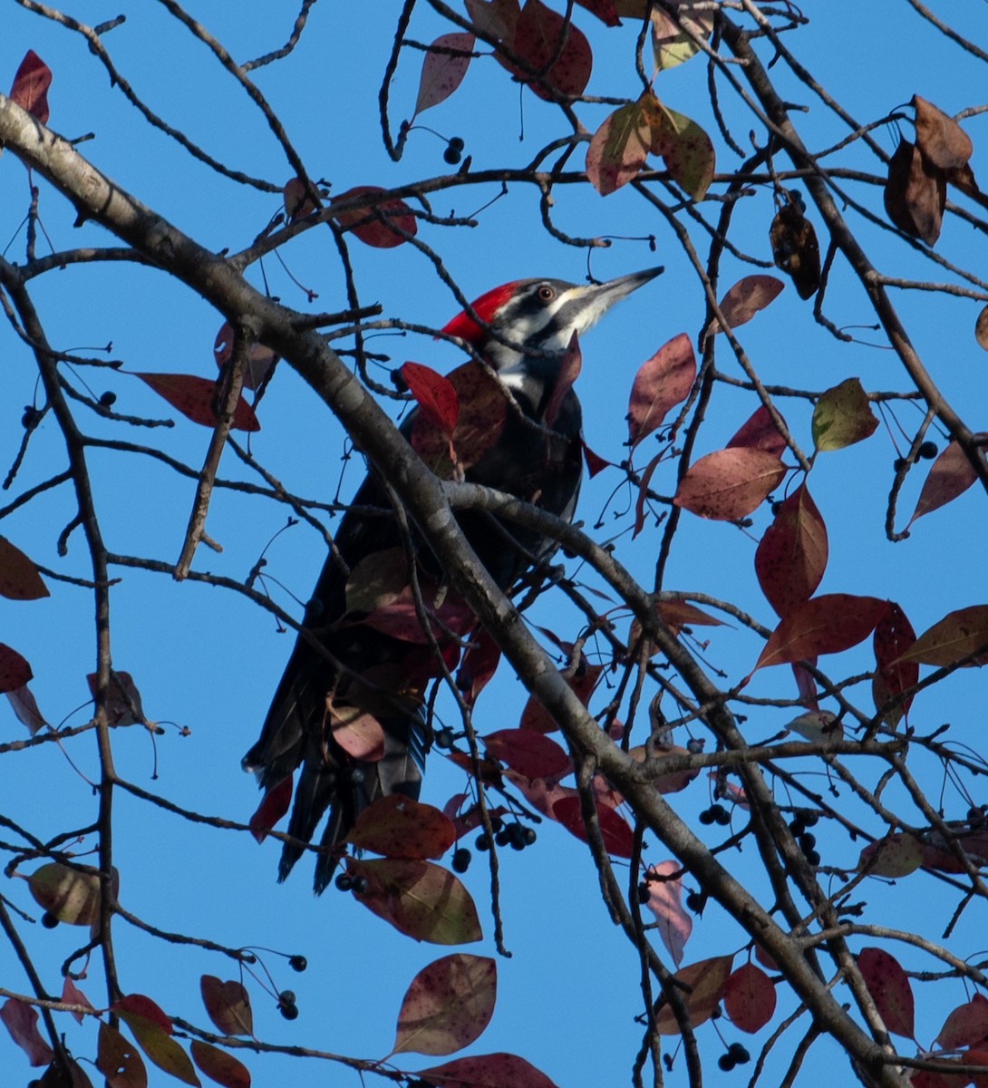 Pileated Woodpecker - ML610795276