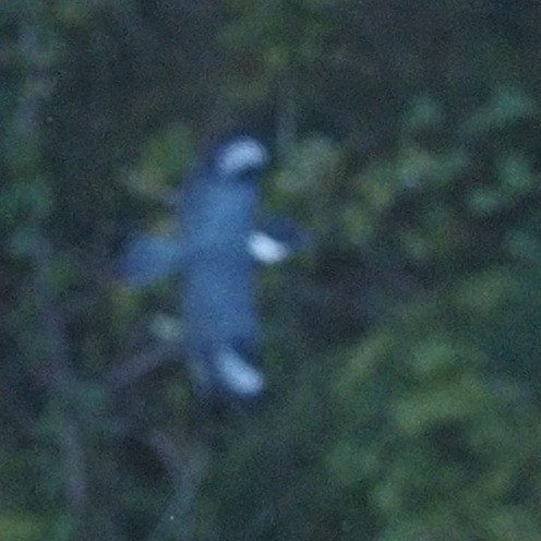 Belted Kingfisher - ML610795302