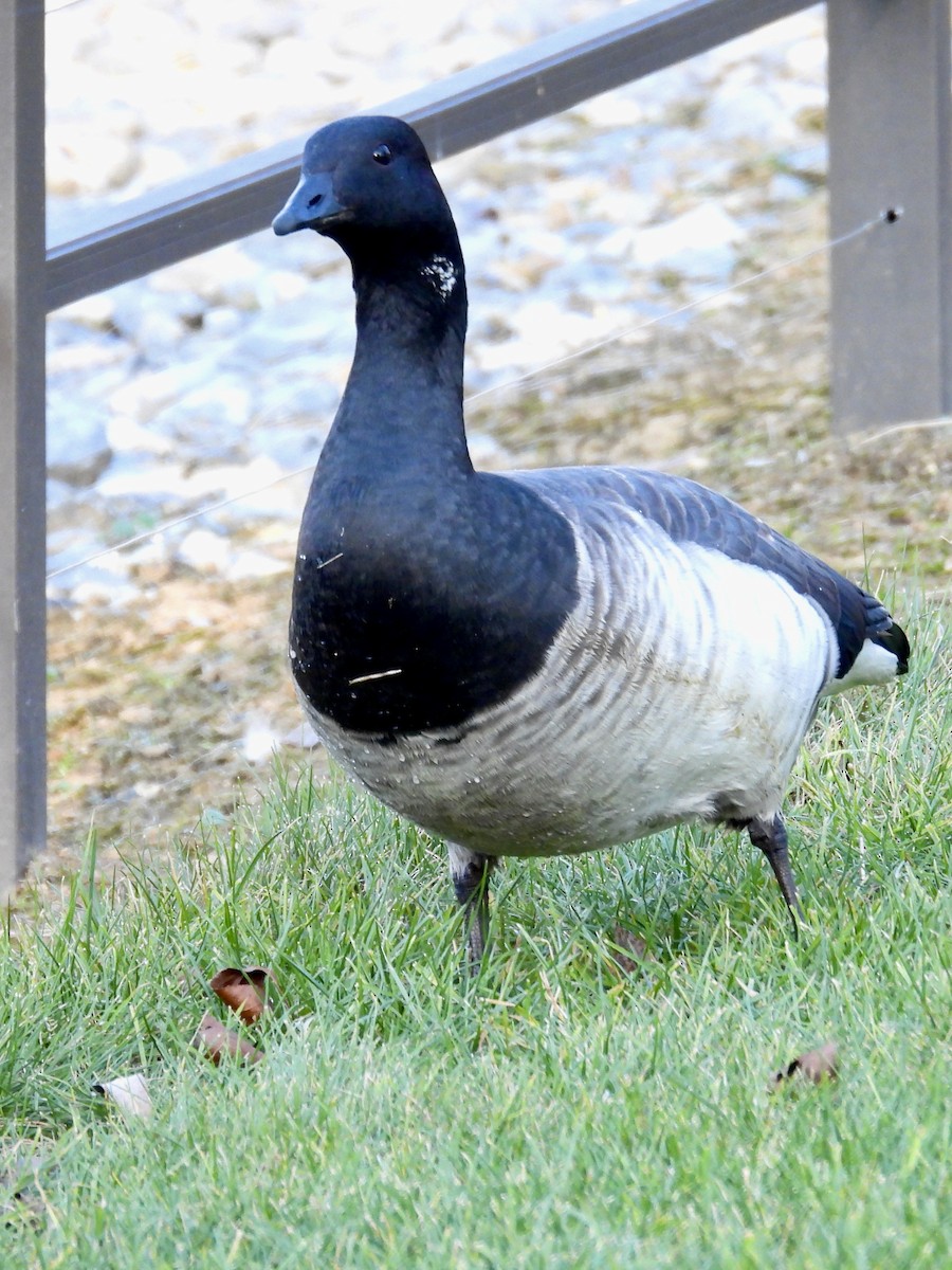 Brant - ML610795308