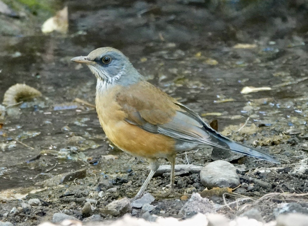 Rufous-backed Robin - ML610795363