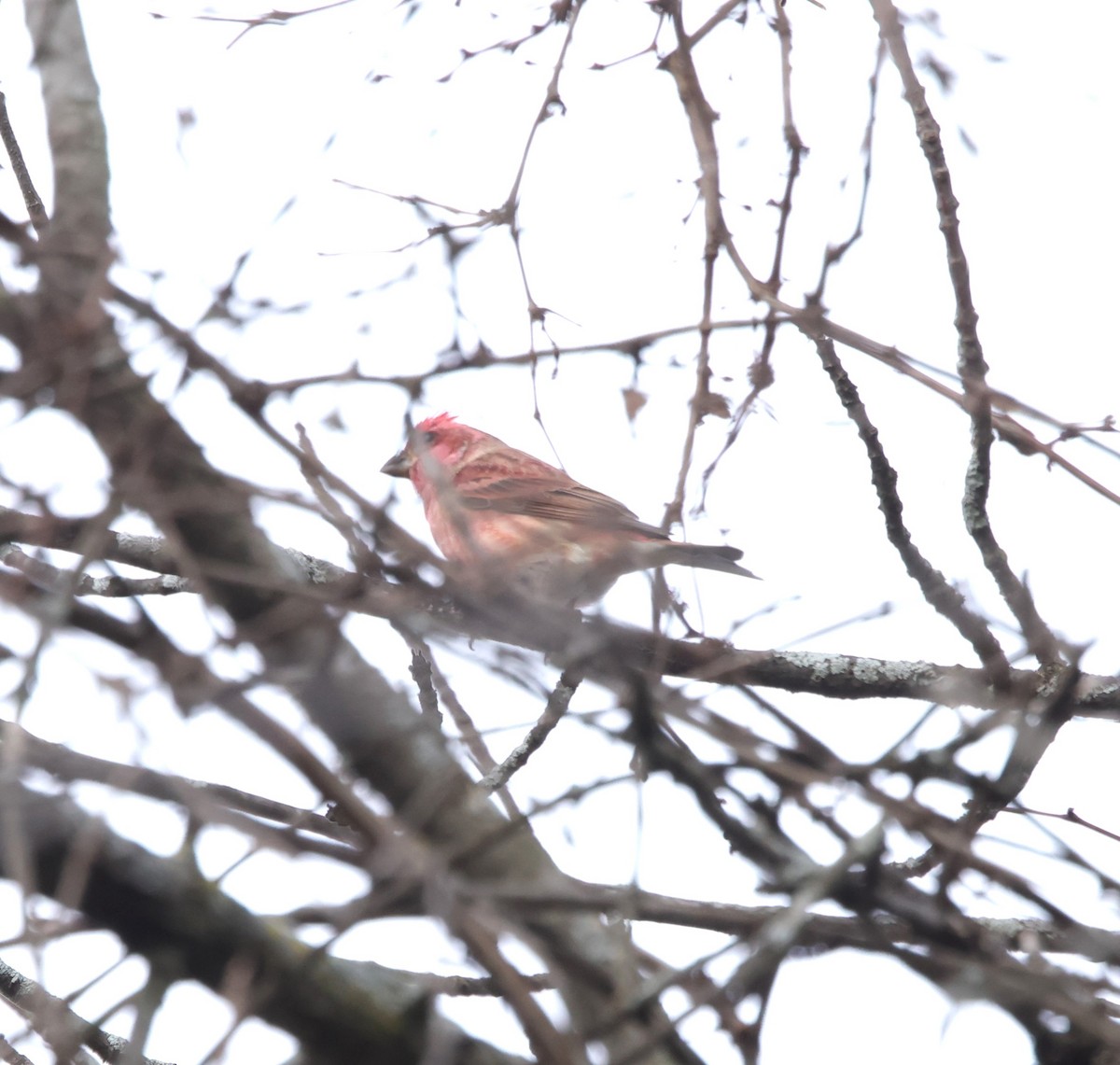 Purple Finch - ML610795425