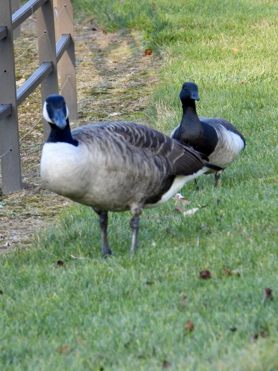 Brant - ML610795460