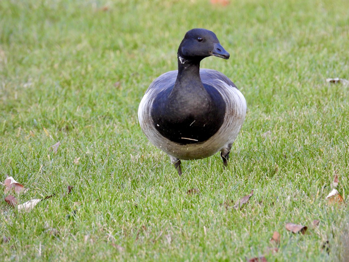 Brant - ML610795461