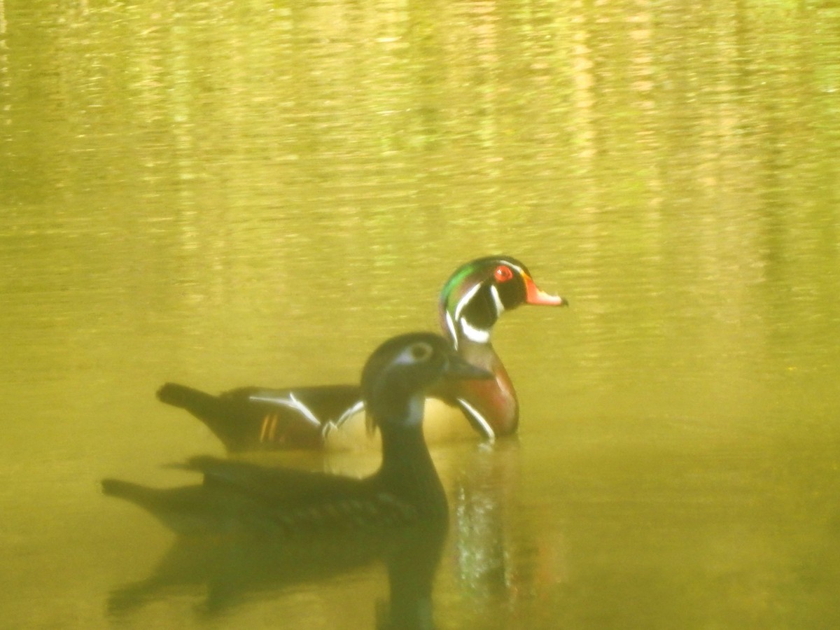 Wood Duck - ML610795564