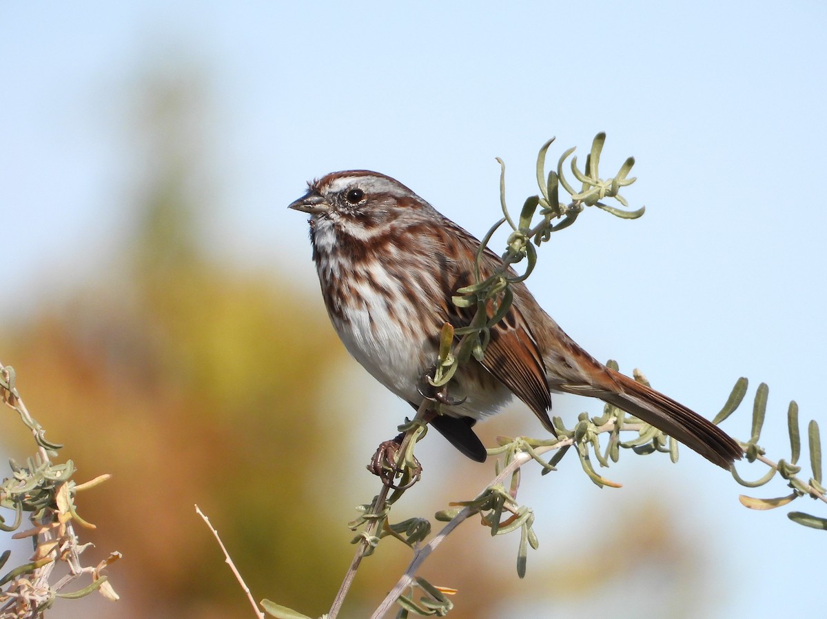 Song Sparrow - ML610795586