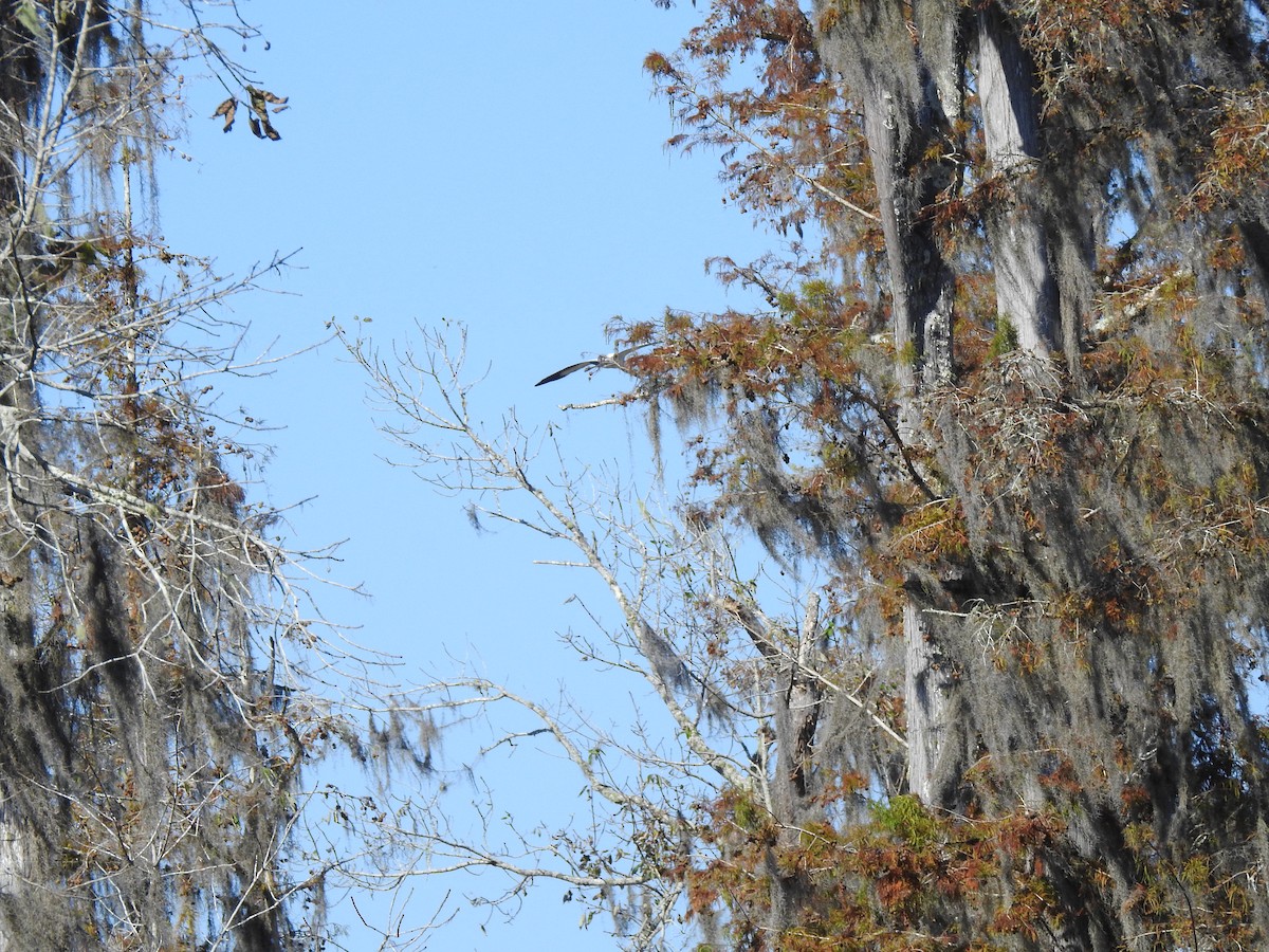 Wood Stork - ML610795607