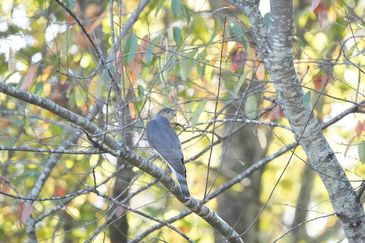 Sharp-shinned Hawk - ML610795611
