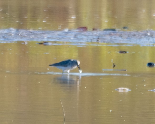 Dunlin - ML610795617