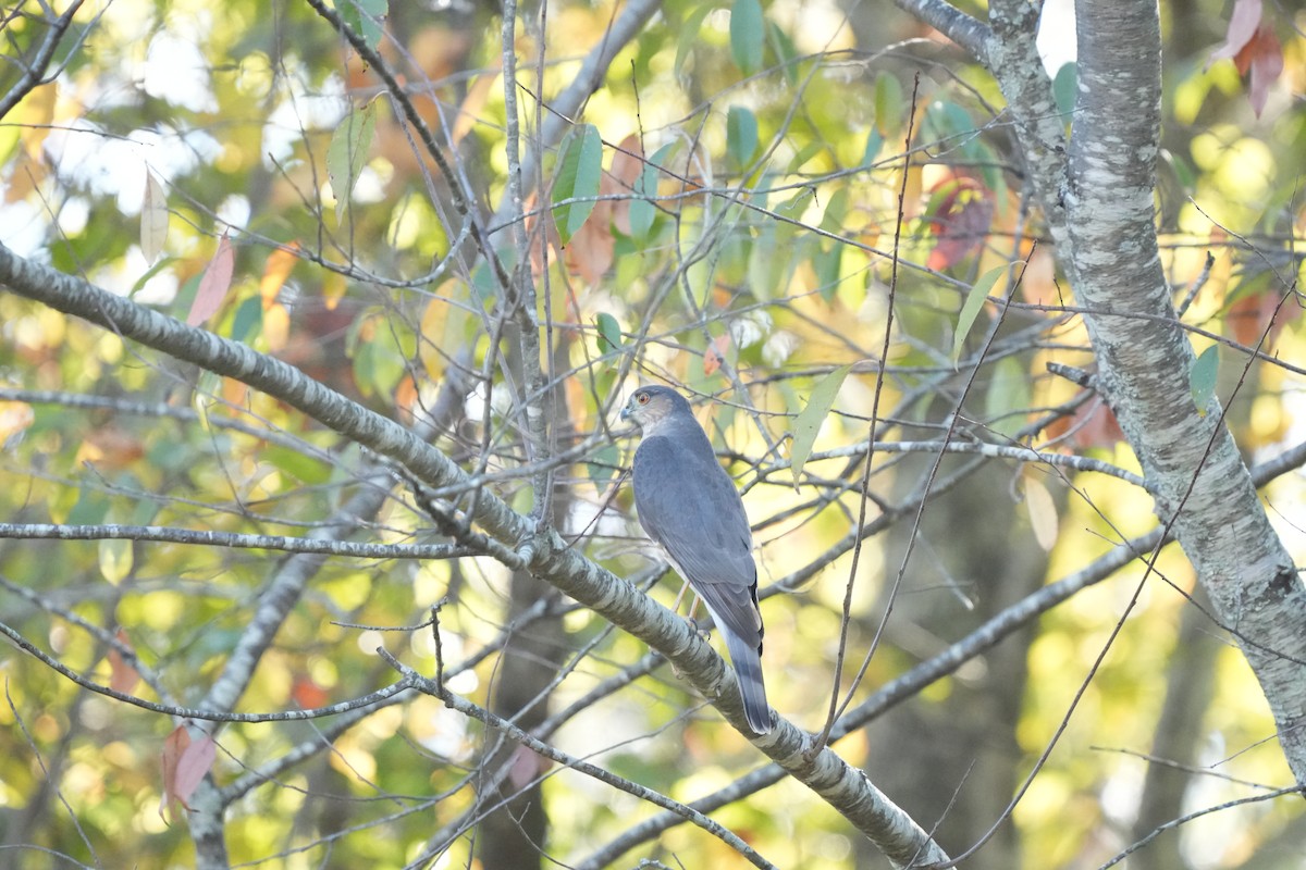 Sharp-shinned Hawk - ML610795618