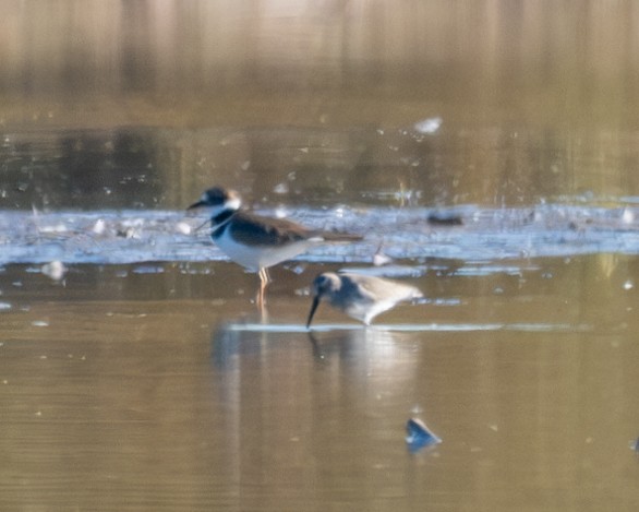 Dunlin - ML610795625