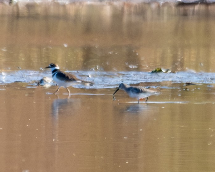 Dunlin - ML610795626